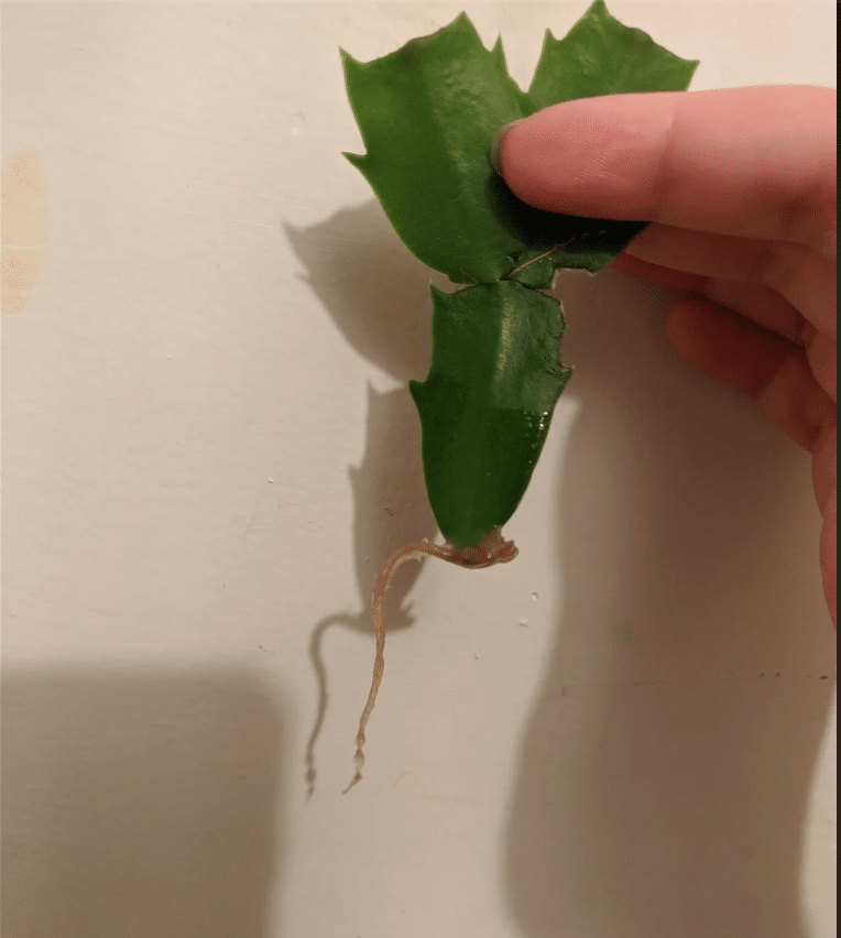 White Christmas Cactus cutting after bearing root